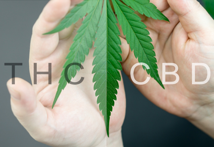 Cannabisöl vs. CBD Öl