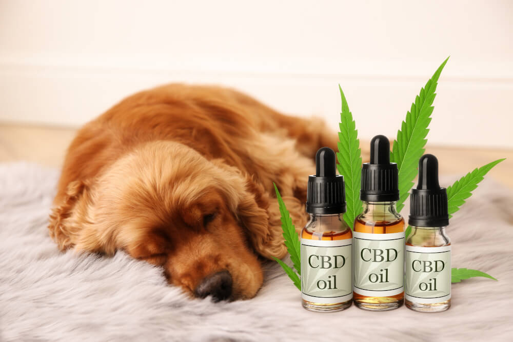 CBD für Hunde