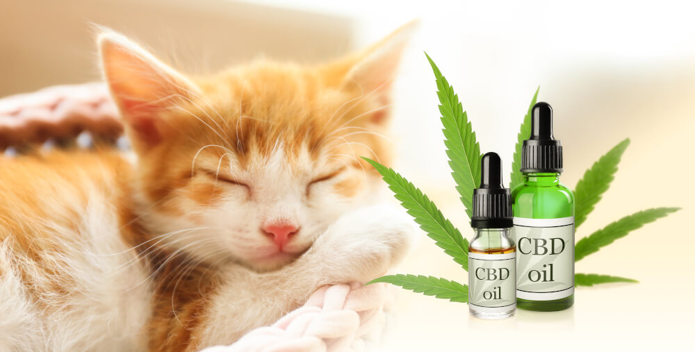 CBD für Katzen