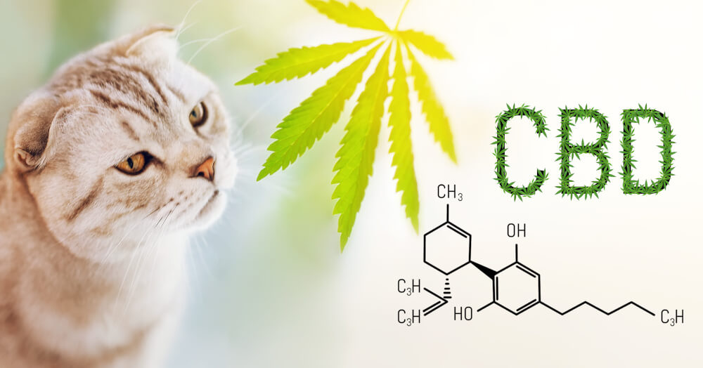 CBD für Tiere Katzen