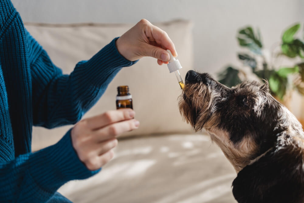 CBD für Hunde Anwendung