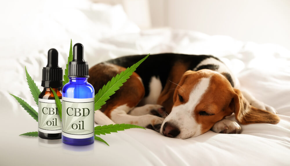 CBD Öl Hunde