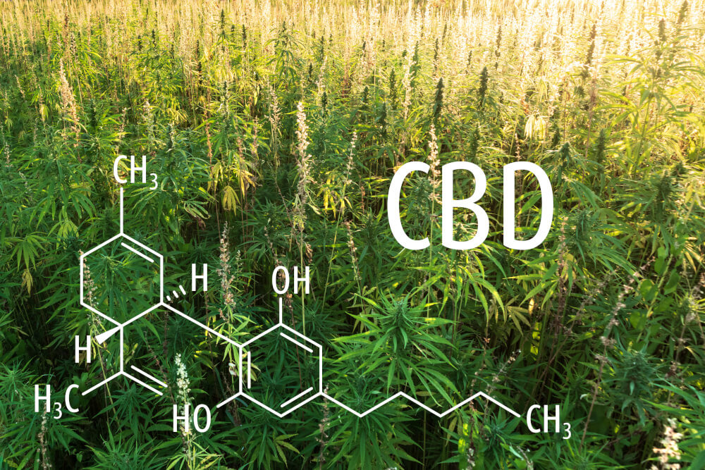 CBD Öle Dosierung 5 Prozent