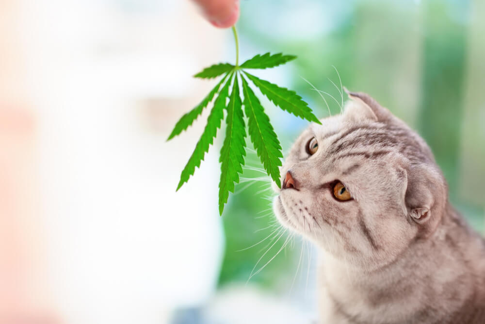 CBD Öl Katzen Anwendung