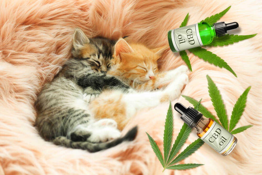 CBD Öl Katzen